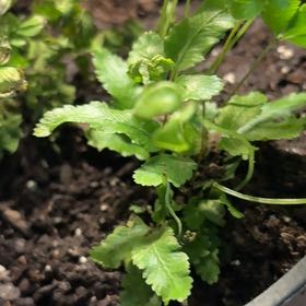 Photo of the plant species Breadseed Poppy by @FirstCassava75 named James Dean on Greg, the plant care app