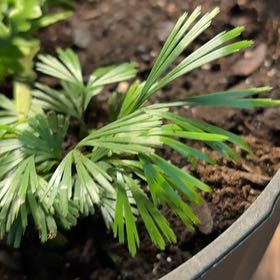 Photo of the plant species Fan Fern by @FirstCassava75 named Mochi on Greg, the plant care app
