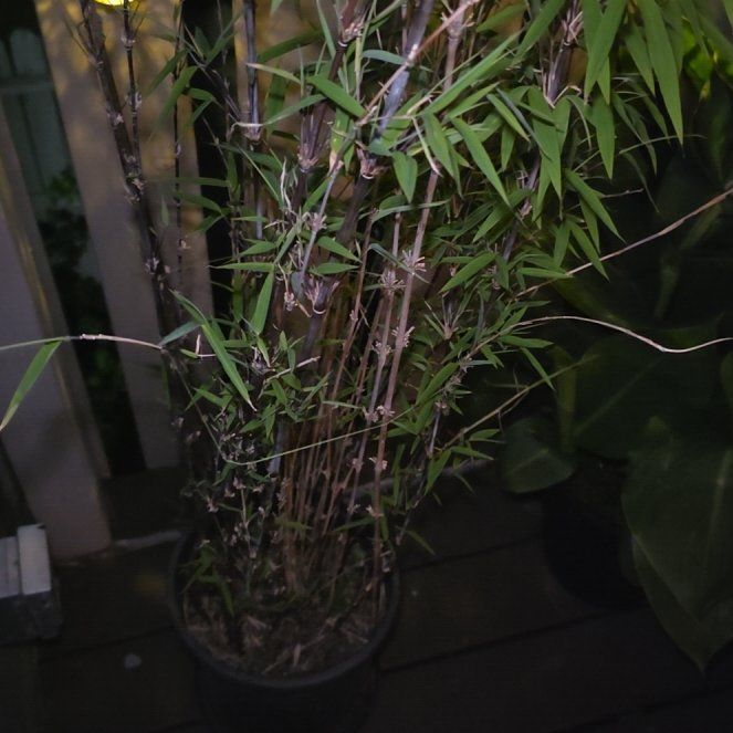 Photo of the plant species Black Bamboo by @MovingOmnom45 named Remington on Greg, the plant care app