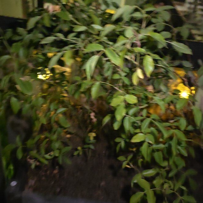 Photo of the plant species Rose by @MovingOmnom45 named Orwell on Greg, the plant care app