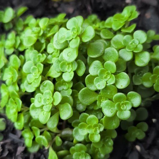 Photo of the plant species Woodland Stonecrop by @PersistentSucc named Ulysses S Plant on Greg, the plant care app