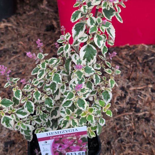 Photo of the plant species Hemizygia candy kisses by @PersistentSucc named Nemo on Greg, the plant care app