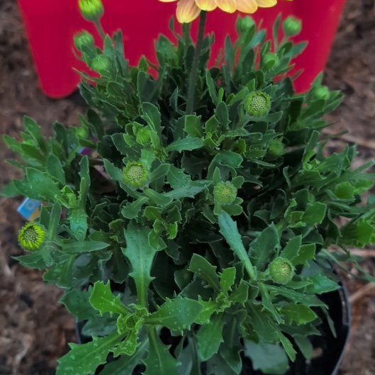 Photo of the plant species Zion Blue Denim African Daisy by @PersistentSucc named Marley on Greg, the plant care app