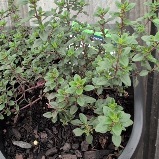 Photo of the plant species Lemon Thyme by @PersistentSucc named Sir Plancelot on Greg, the plant care app