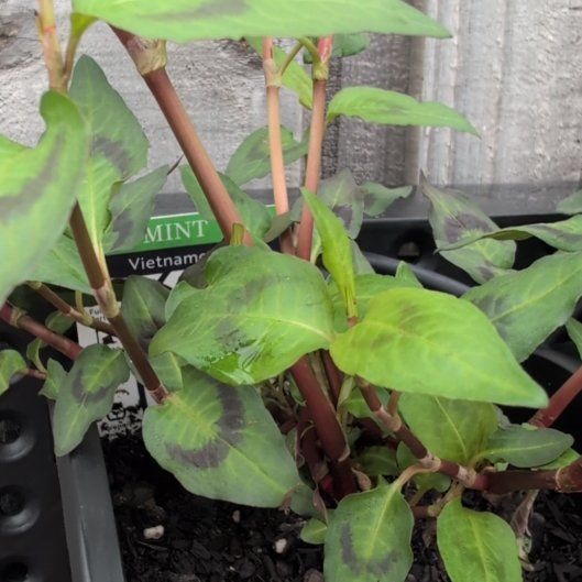 Photo of the plant species vietnamese coriander by @PersistentSucc named Daphne on Greg, the plant care app
