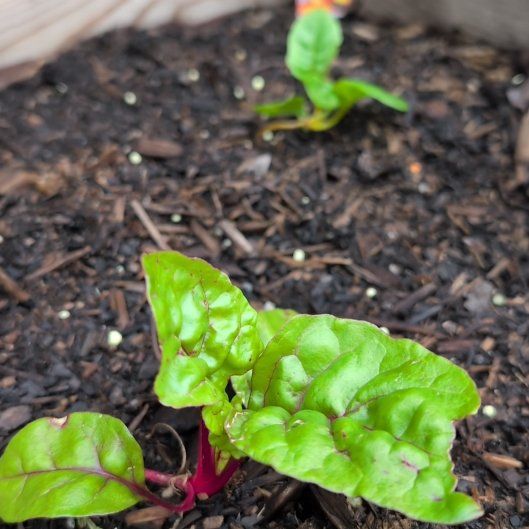 Photo of the plant species Common Beet by @PersistentSucc named Walt on Greg, the plant care app
