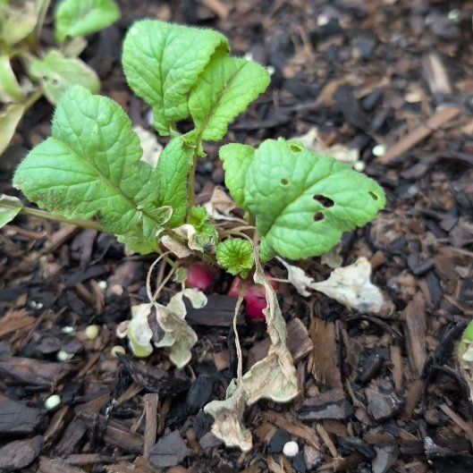 Photo of the plant species Wild Radish by @PersistentSucc named Leaf Erickson on Greg, the plant care app