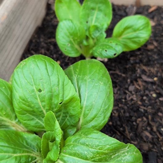 Photo of the plant species Pak Choi 'Prize' by @PersistentSucc named Gates on Greg, the plant care app