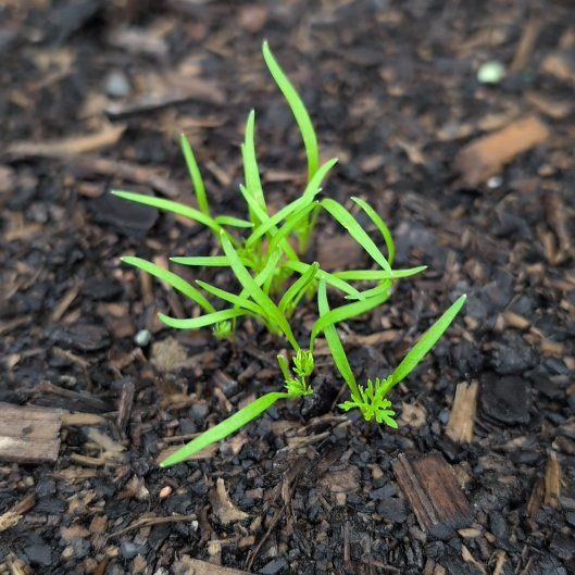 Photo of the plant species Carrot 'Nantes' by @PersistentSucc named Osmo on Greg, the plant care app