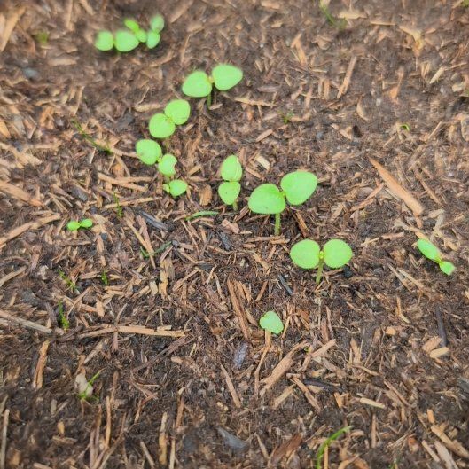 Photo of the plant species Antirrhinum majus 'SnapshotTM Red' by @PersistentSucc named Elina on Greg, the plant care app