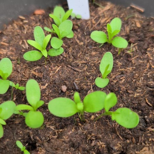 Photo of the plant species Carnation by @PersistentSucc named Remington on Greg, the plant care app