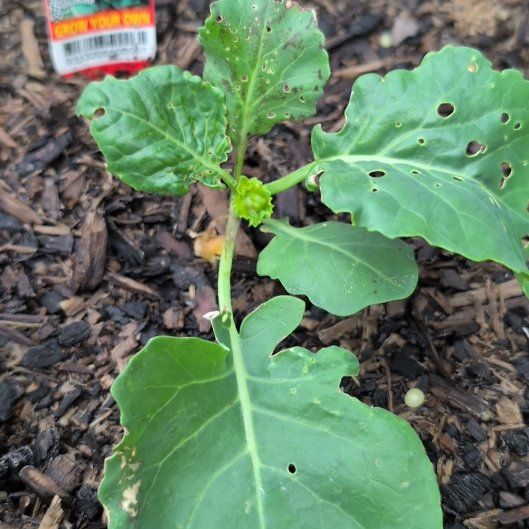 Photo of the plant species Broccoli 'Green Magic' by @PersistentSucc named Sigmund on Greg, the plant care app