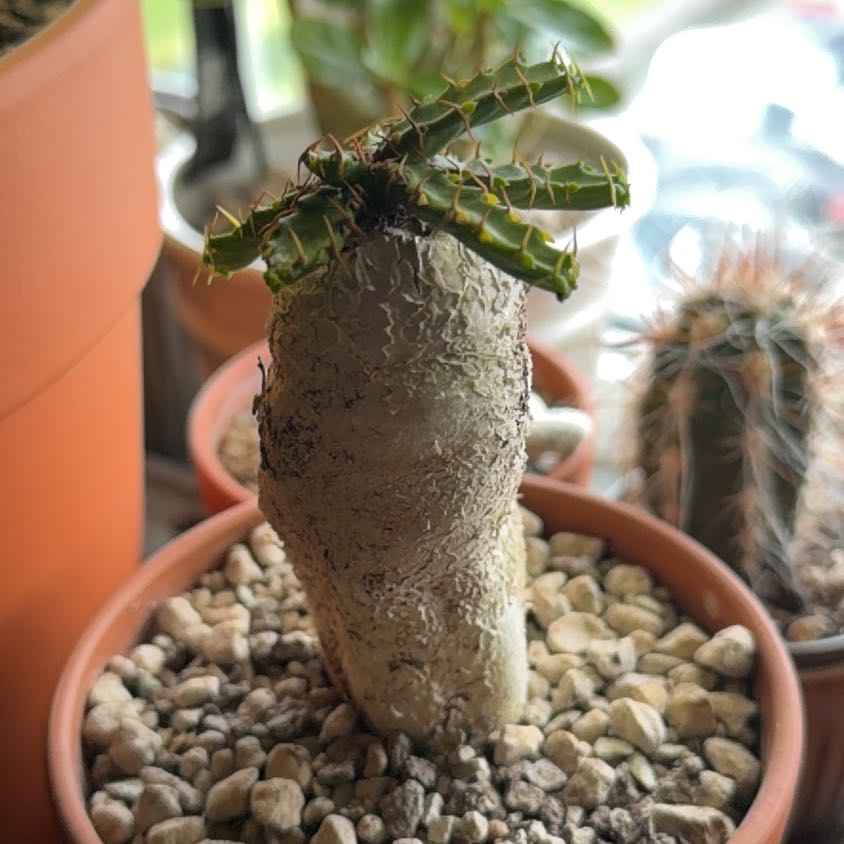 Photo of the plant species Euphorbia stellata subsp. stellata by @GivingNoni68 named Euphorbia stellata on Greg, the plant care app