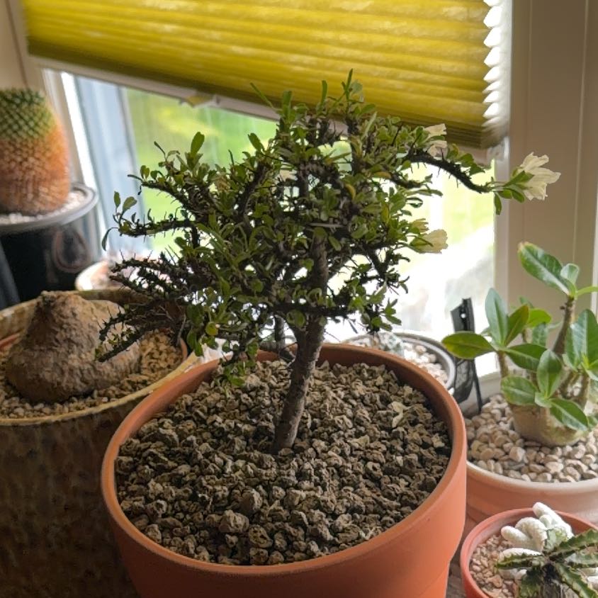 Photo of the plant species Sarcocaulon camdeboense by @GivingNoni68 named S. camdeboense on Greg, the plant care app
