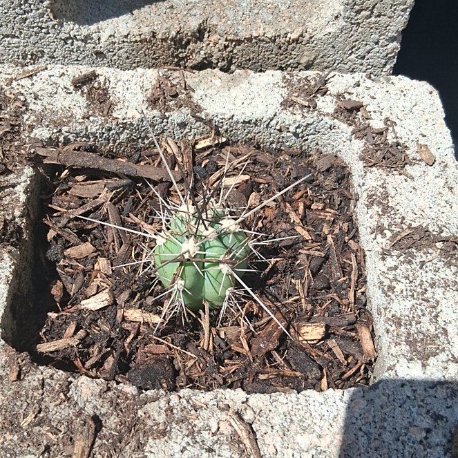 Photo of the plant species Assorted Stetsonia by @NeatBilberry84 named Spike on Greg, the plant care app