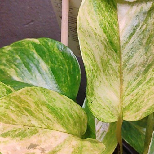 Photo of the plant species Neon Queen Pothos by @VipOxlip72 named Neon Queen on Greg, the plant care app