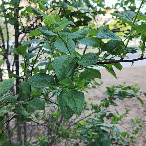Photo of the plant species Green Alder by @NoblyBonsai93 named Zion on Greg, the plant care app