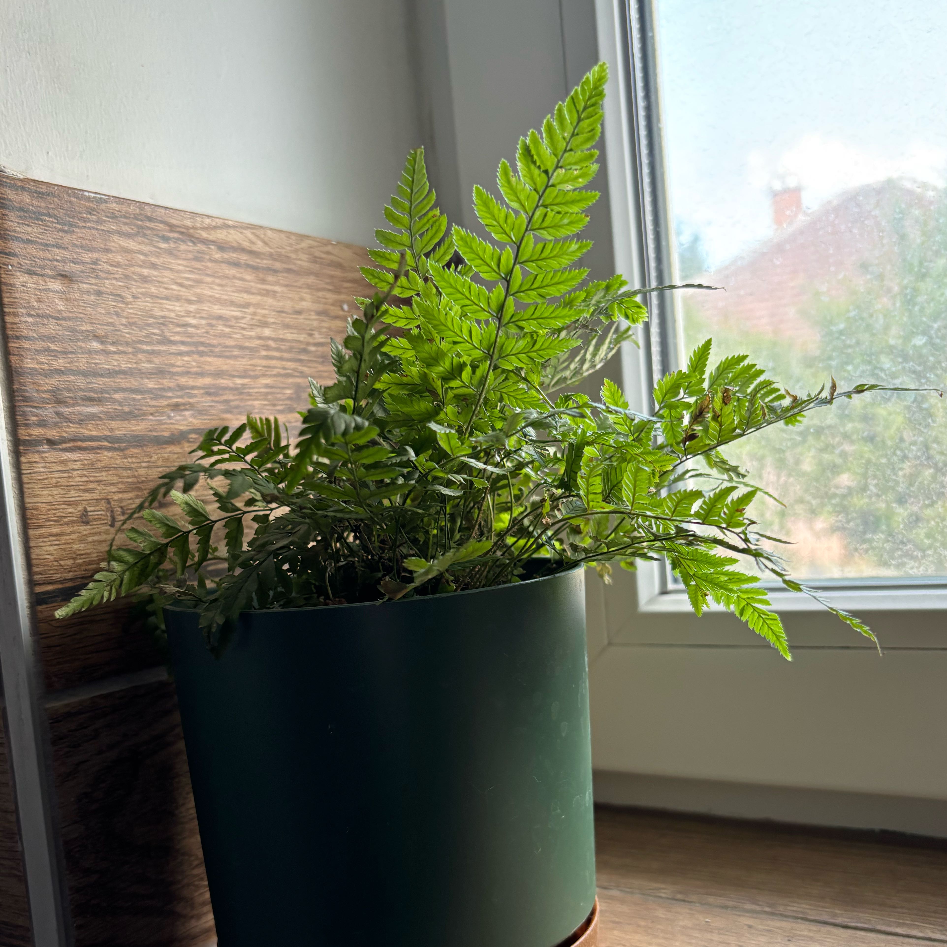 Photo of the plant species Black Spleenwort by @hkitti13 named Stella on Greg, the plant care app