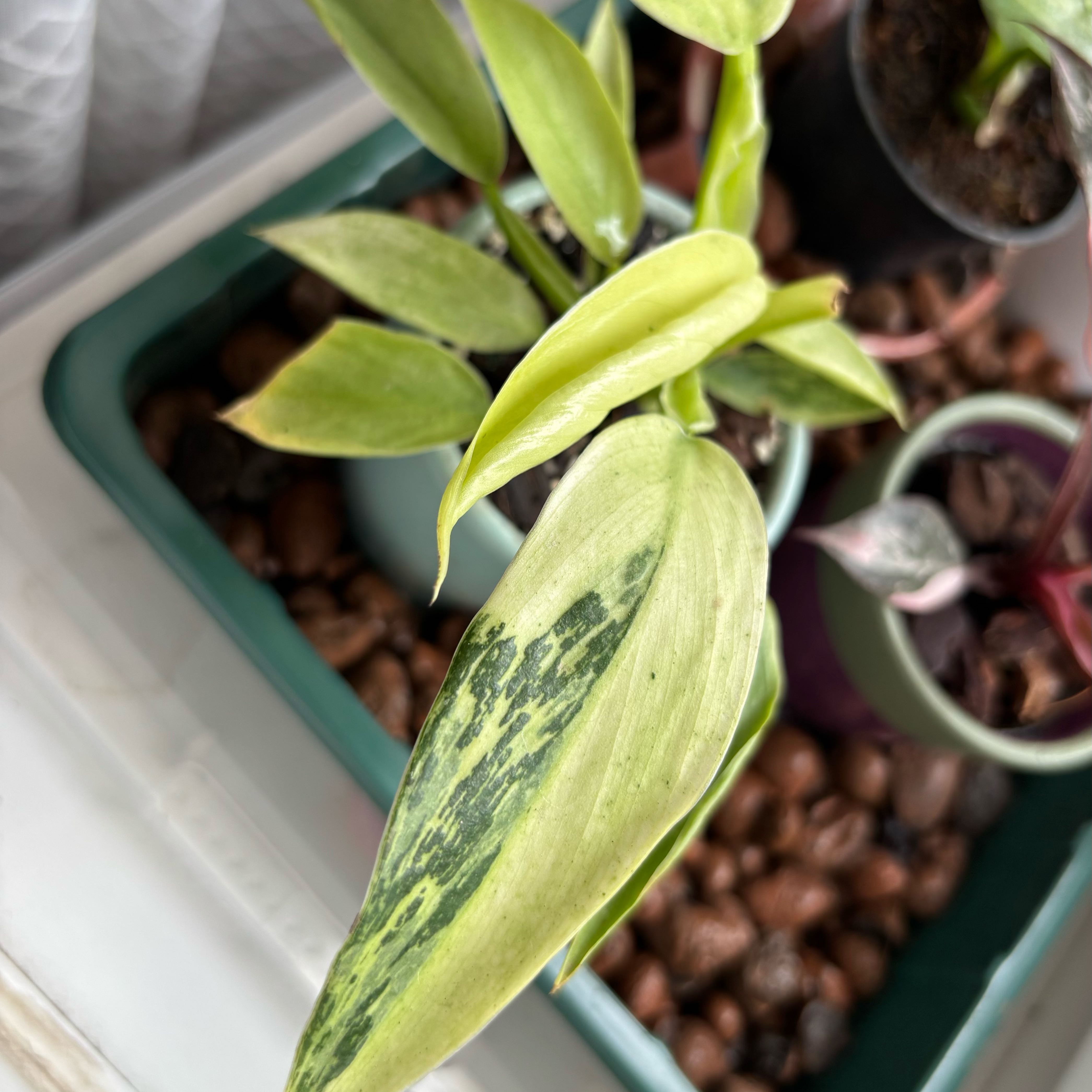 Photo of the plant species Philodendron 'Jose Buono' by @hkitti13 named Sir Plancelot on Greg, the plant care app