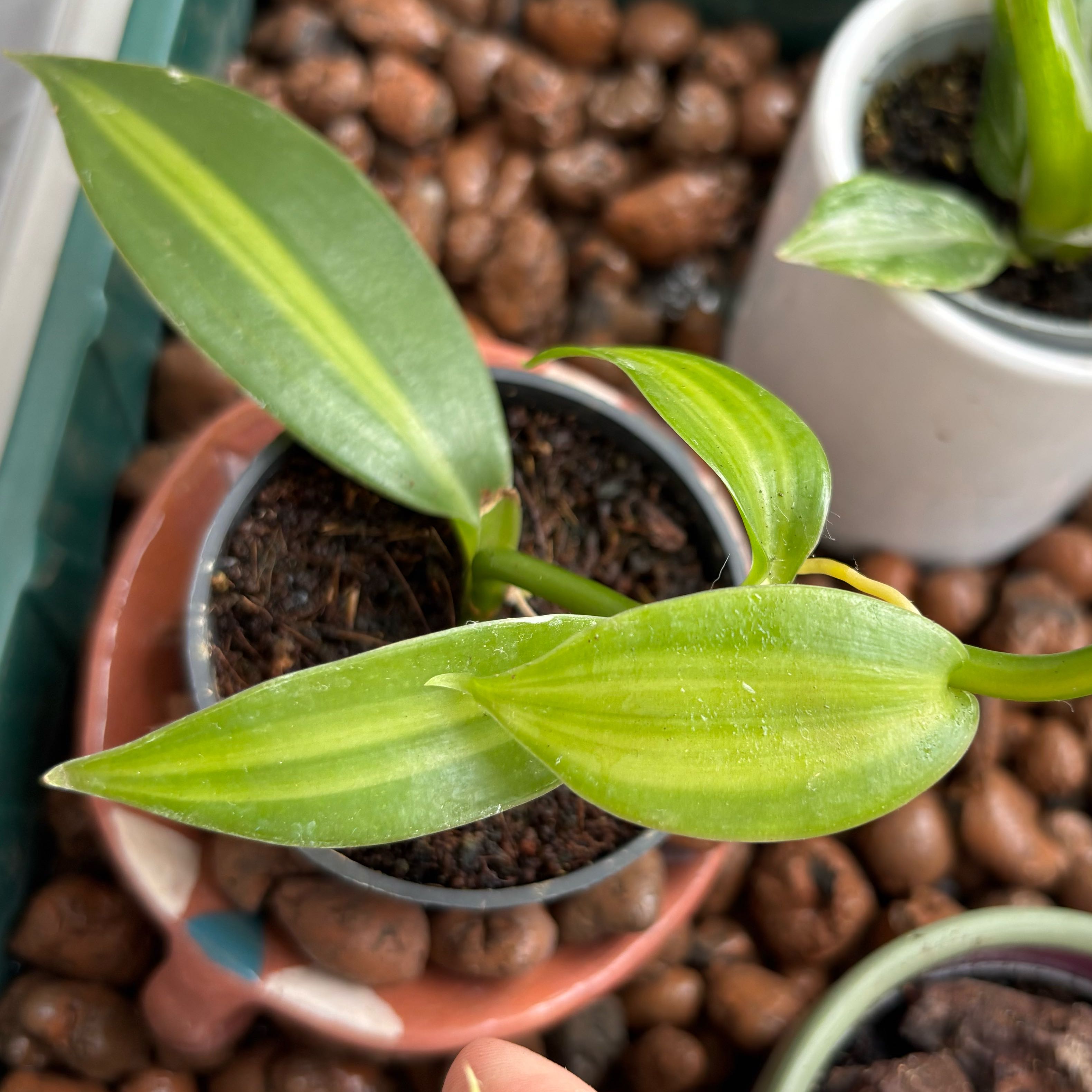 Photo of the plant species Flat Leafed Vanilla by @hkitti13 named Taylor Swift on Greg, the plant care app