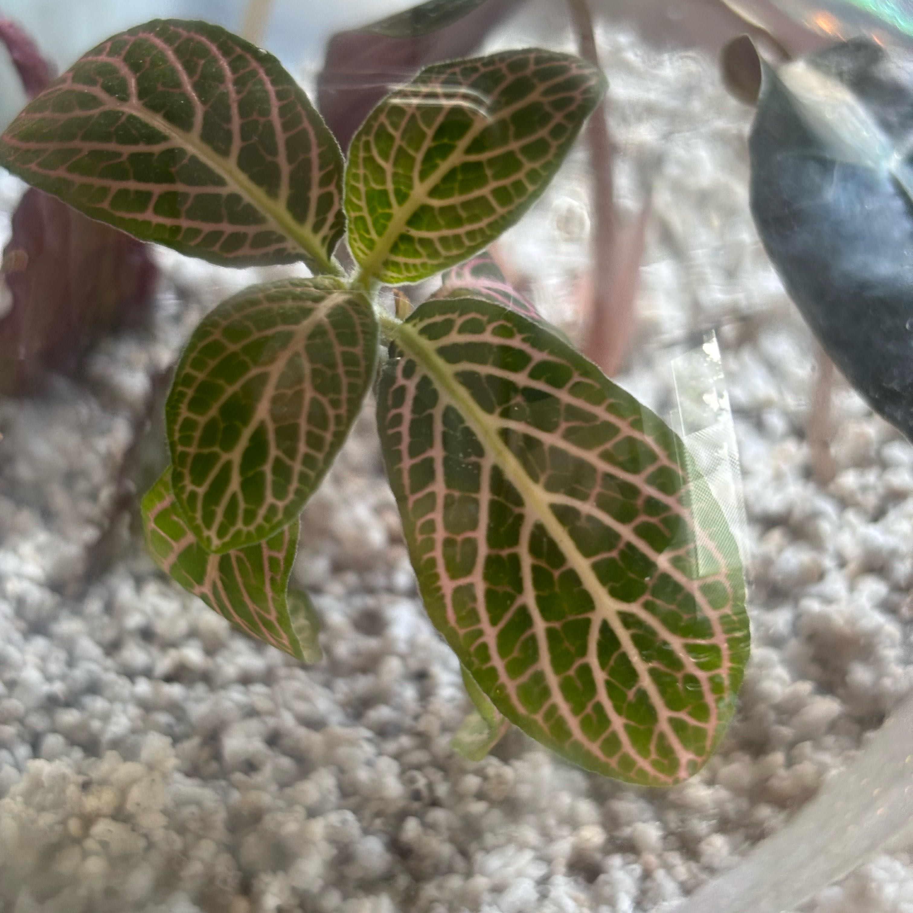 Photo of the plant species Red Anne Nerve Plant by @hkitti13 named Huckleberry Fern on Greg, the plant care app