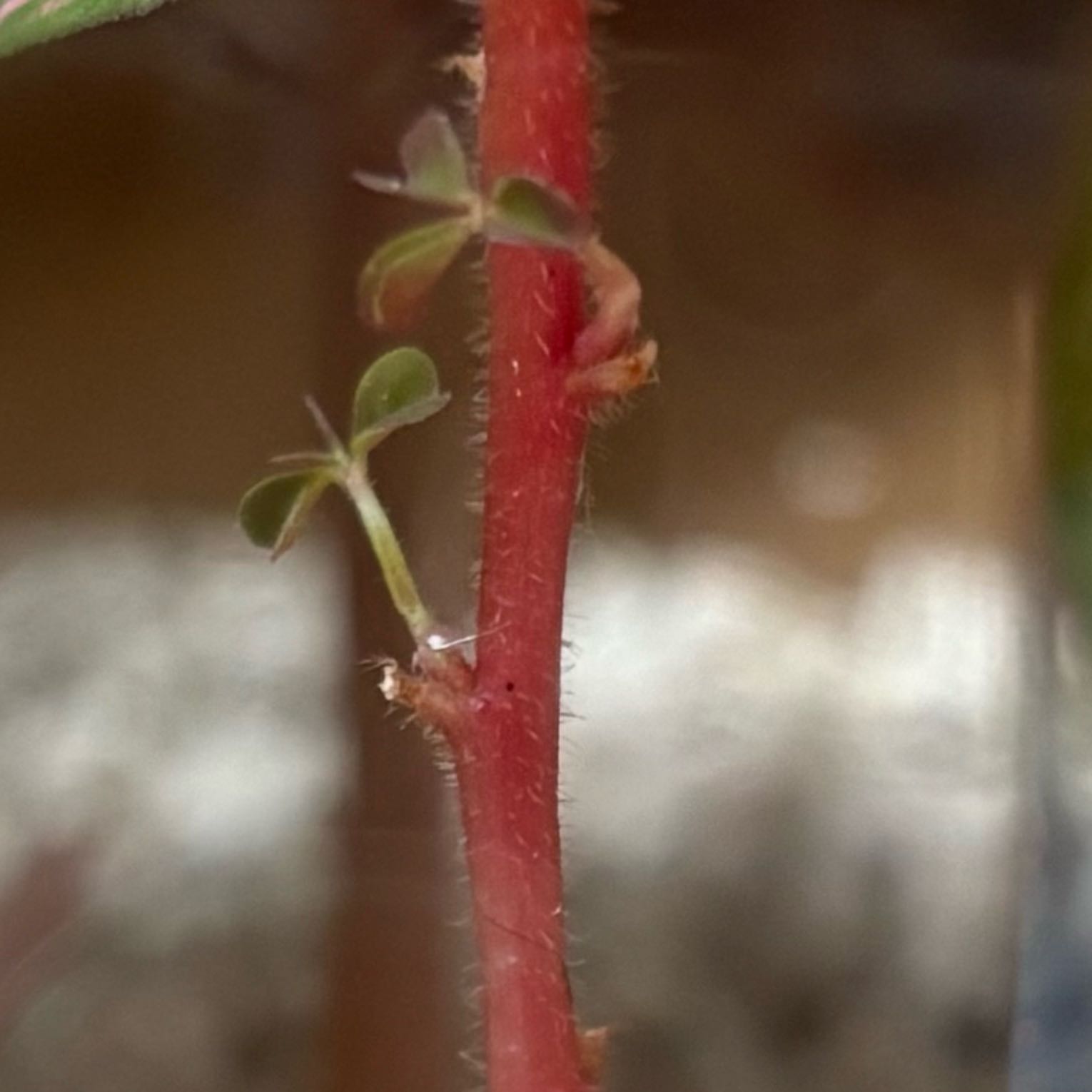 Photo of the plant species Oxalis spiralis 'Plum Crazy' by @hkitti13 named Zion on Greg, the plant care app