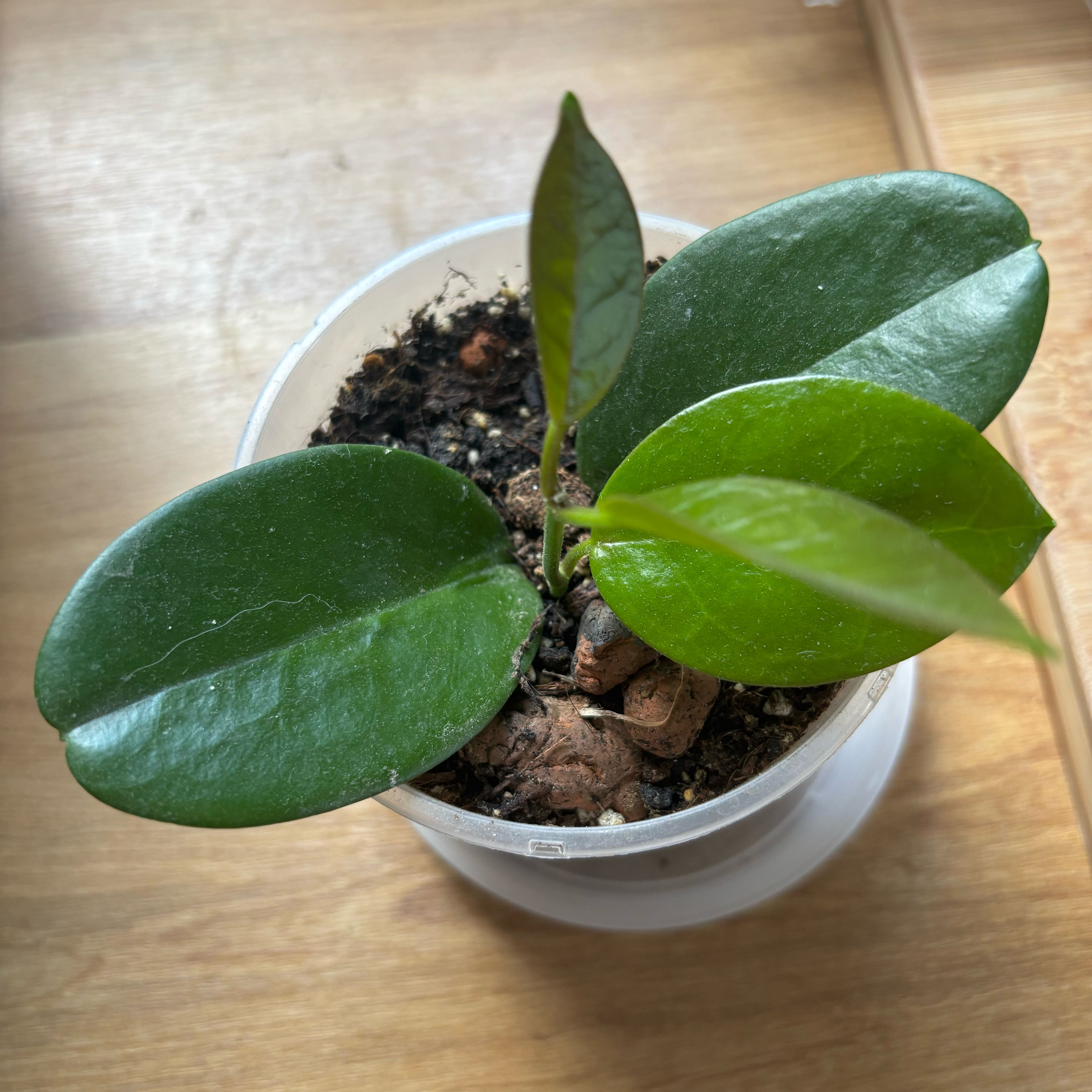 Photo of the plant species Ficus Robusta by @hkitti13 named James Dean on Greg, the plant care app