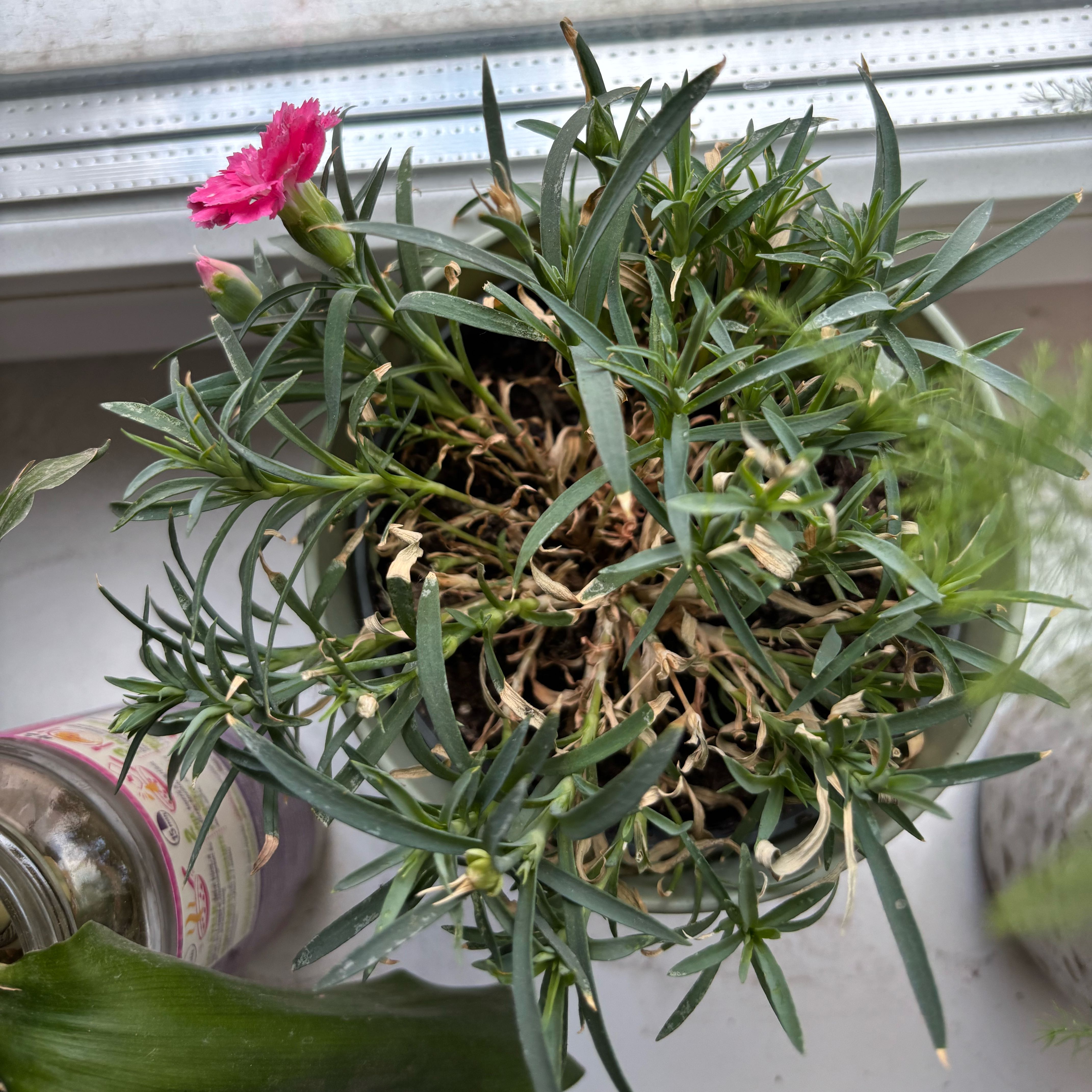 Photo of the plant species Carnation by @NaturallyBlue64 named Coco on Greg, the plant care app