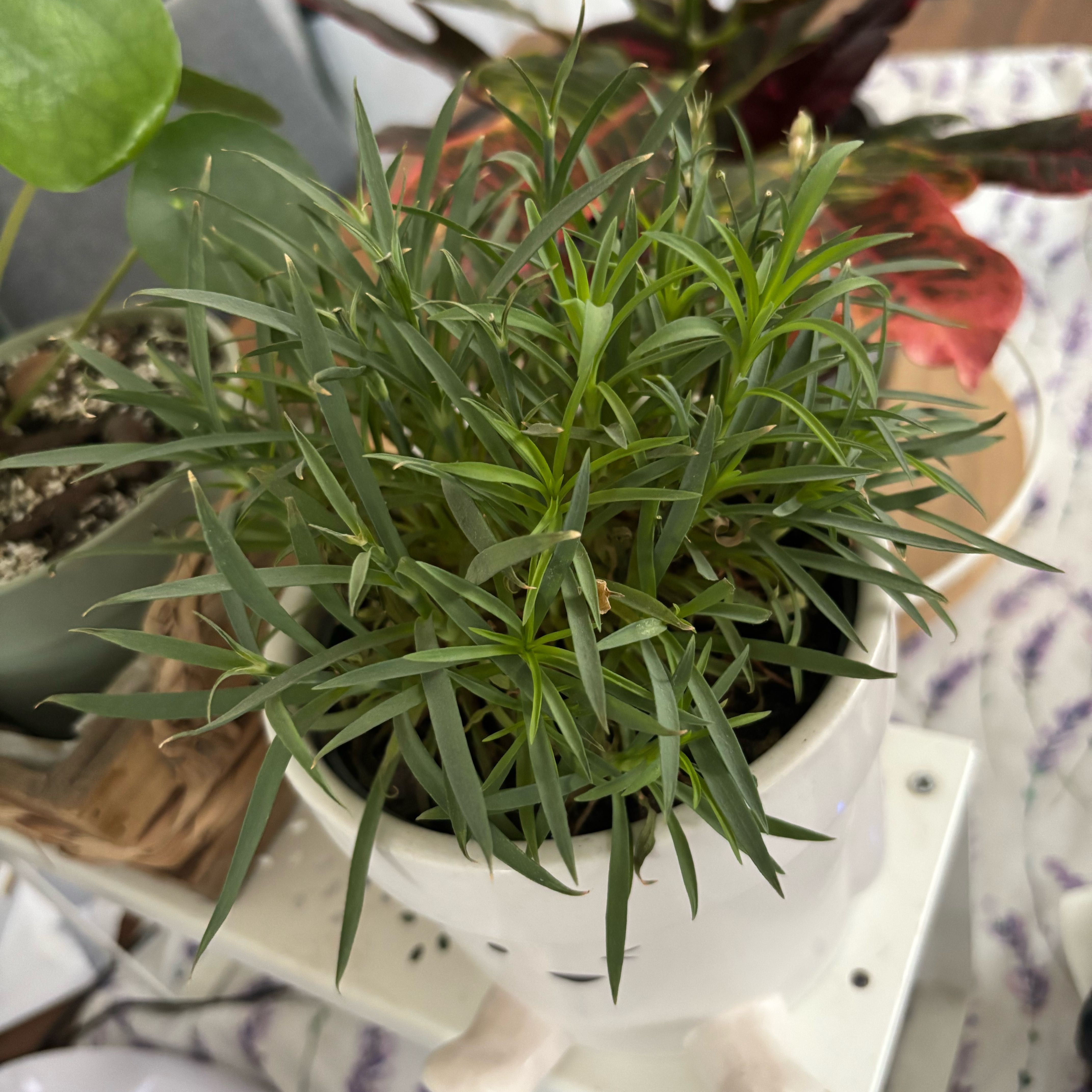 Photo of the plant species Carnation by @NaturallyBlue64 named McKinley on Greg, the plant care app