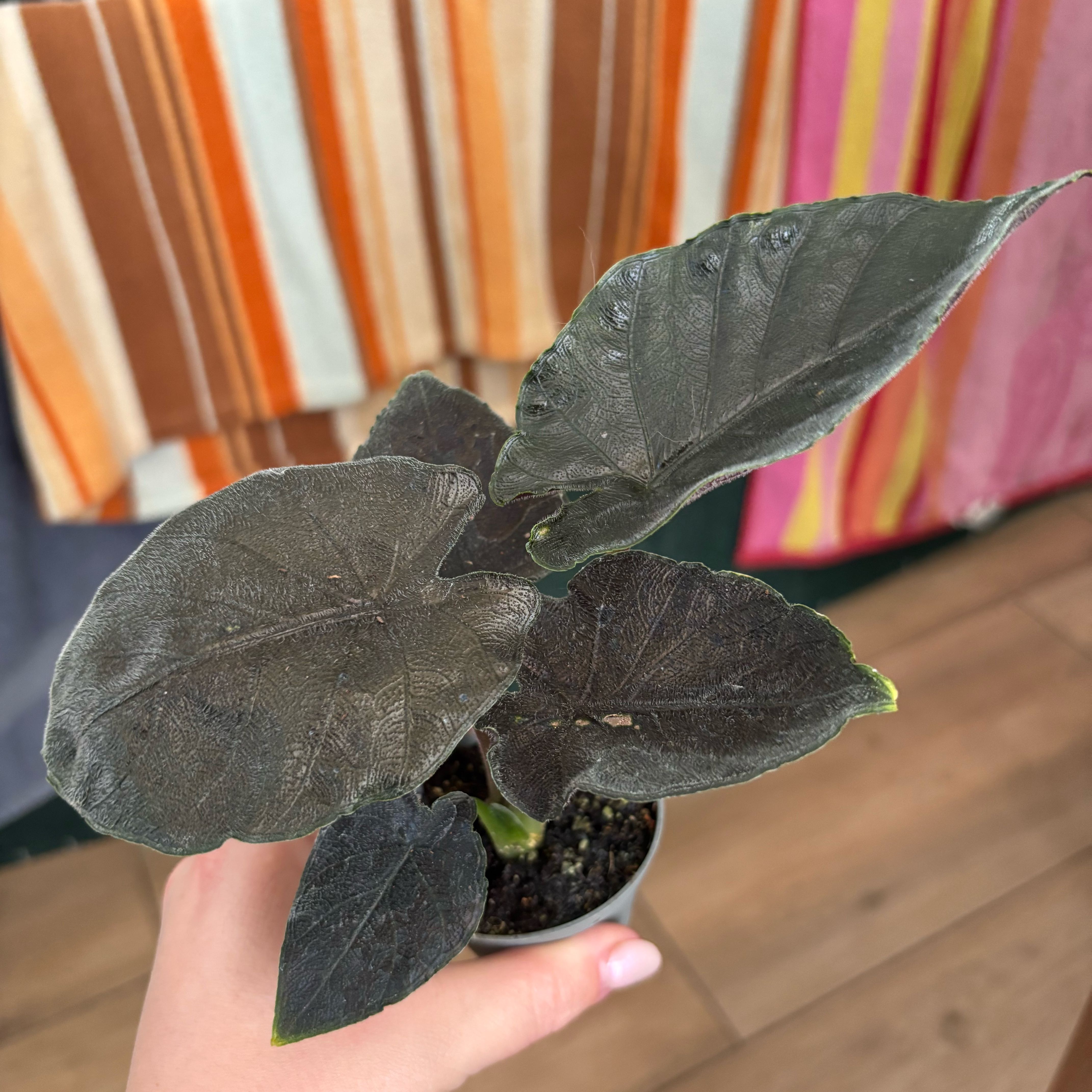 Photo of the plant species Alocasia Antoro Velvet by @hkitti13 named Hamilton on Greg, the plant care app
