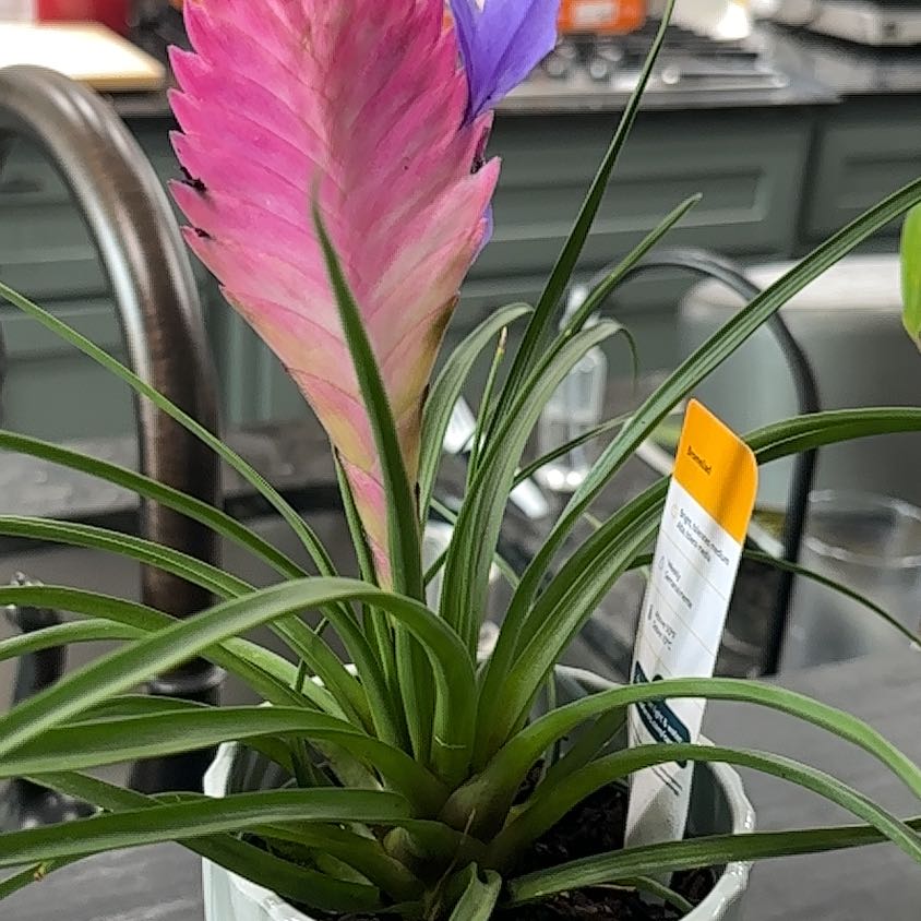 Photo of the plant species Pink Quill by @YesElkweed50 named Aria on Greg, the plant care app