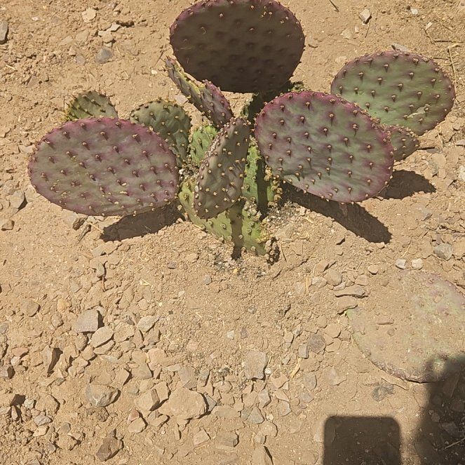 Photo of the plant species Purple Prickly Pear by @MeekBibi67 named Captain Plant-it on Greg, the plant care app