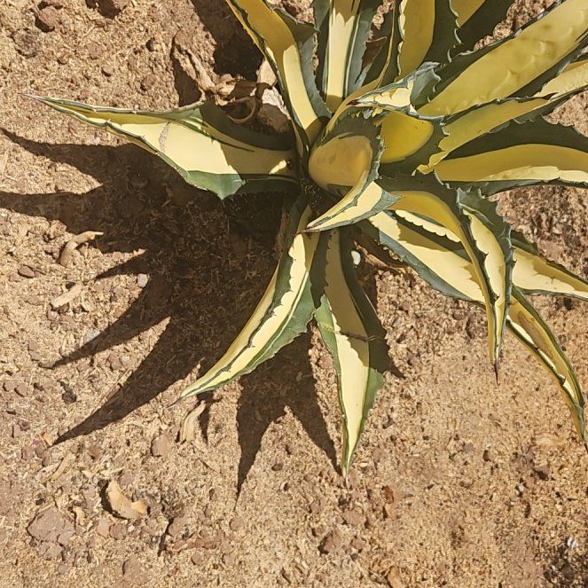 Photo of the plant species Variegated Agave Victoria Reginae by @MeekBibi67 named Achilles on Greg, the plant care app