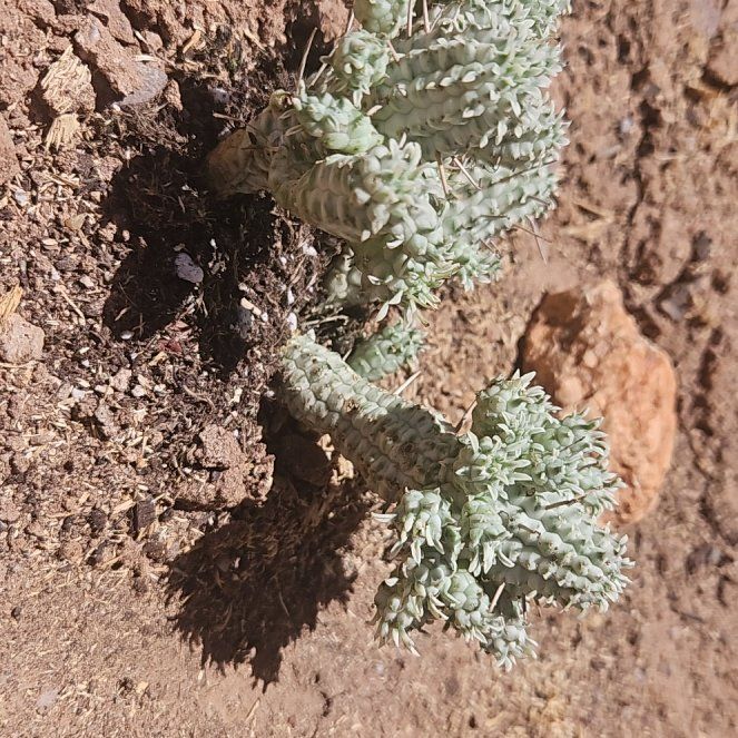 Photo of the plant species Corncob Cactus by @MeekBibi67 named Nemo on Greg, the plant care app