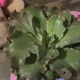 Photo of the plant species Giant Blue by @Lomassij named Sol on Greg, the plant care app