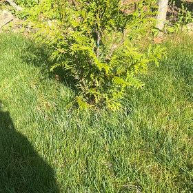 Photo of the plant species Arborvitae by @FriendlyTipa15 named Gates on Greg, the plant care app