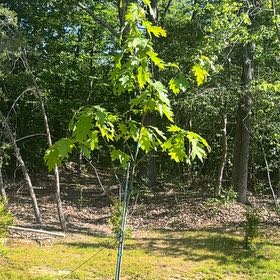 Photo of the plant species Northern Red Oak by @FriendlyTipa15 named Orwell on Greg, the plant care app