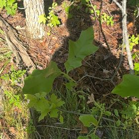 Photo of the plant species Southern Red Oak by @FriendlyTipa15 named Sherlock on Greg, the plant care app