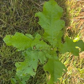 Photo of the plant species White Oak by @FriendlyTipa15 named Aristotle on Greg, the plant care app