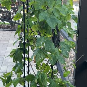 Photo of the plant species Wild Passionfruit by @YeahNikkofir41 named Diana on Greg, the plant care app