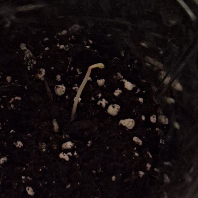 Photo of the plant species Maple Tree by @HolyTutsan53 named Lebron on Greg, the plant care app