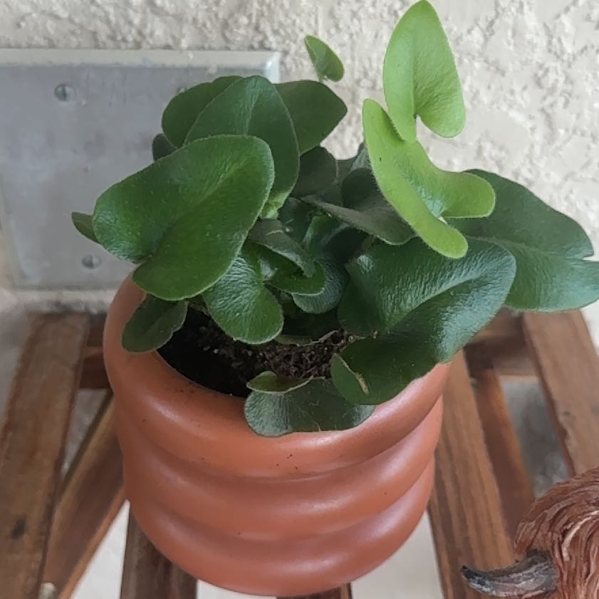 Photo of the plant species Golden Leather Fern by @PoisedTreeivy85 named Sol on Greg, the plant care app