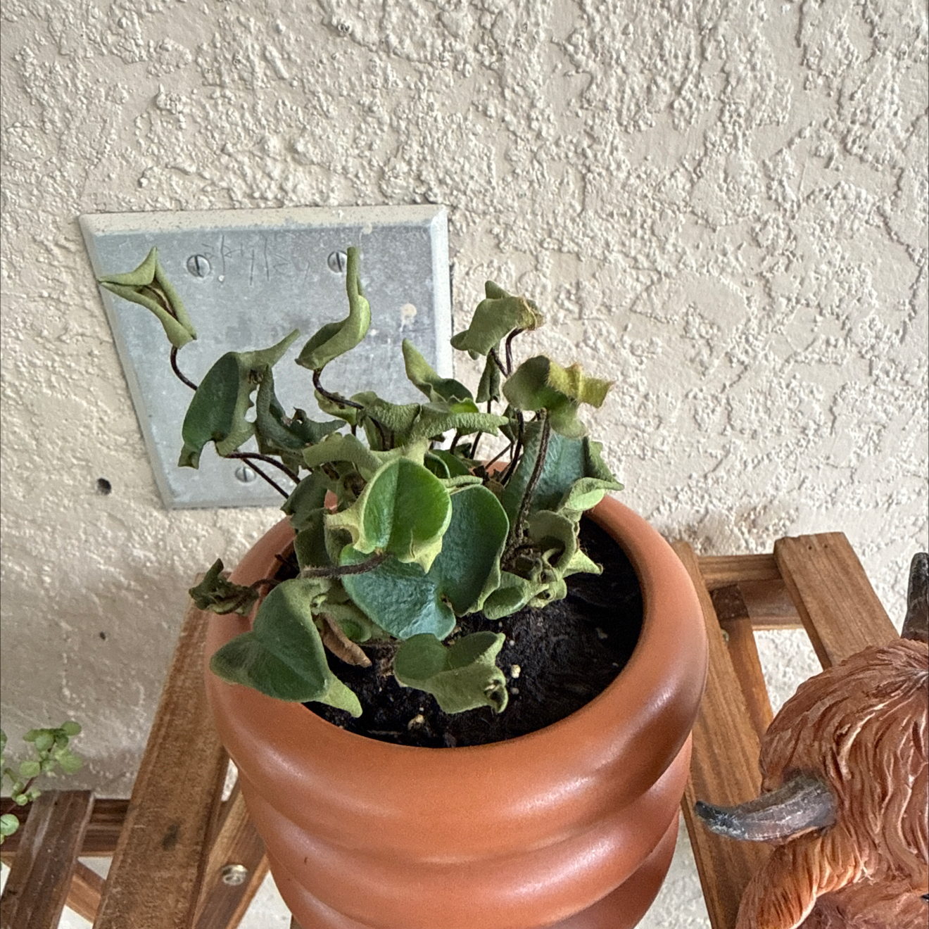 Photo of the plant species Golden Leather Fern by @PoisedTreeivy85 named Sol on Greg, the plant care app