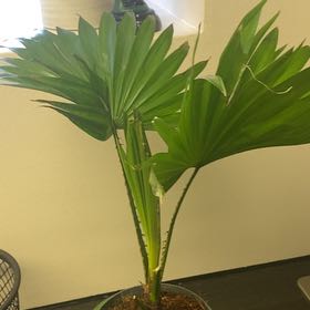 Photo of the plant species Chinese Fan Palm by @RuggedOlneya61 named Foxxy on Greg, the plant care app