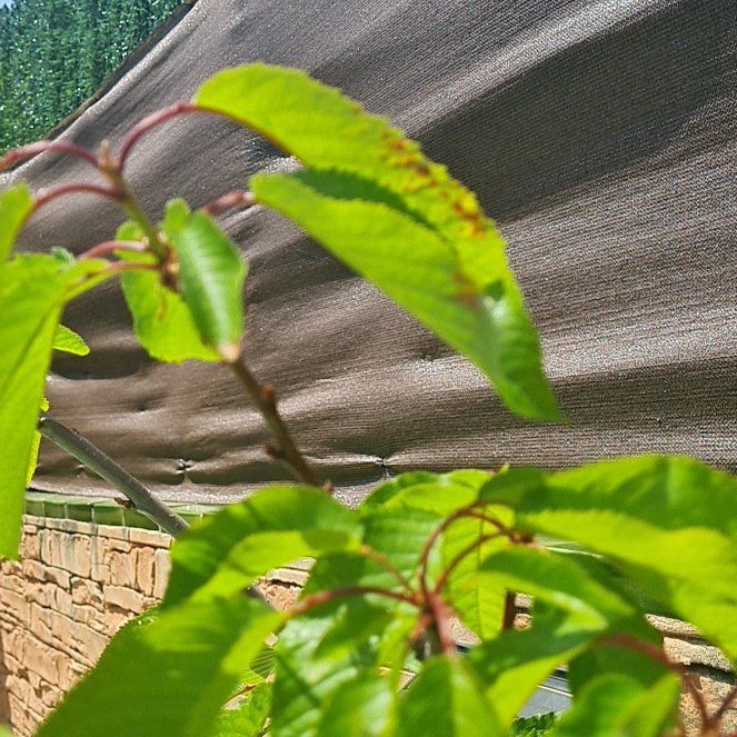 Photo of the plant species Sweet Cherry by @GorgeousApple63 named Mando on Greg, the plant care app