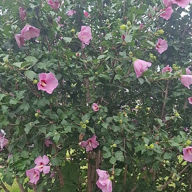 Photo of the plant species Korean Hibiscus by @AproposMostii67 named Daphne on Greg, the plant care app