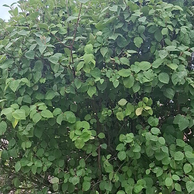 Photo of the plant species Sea Hibiscus by @AproposMostii67 named Hamilton on Greg, the plant care app