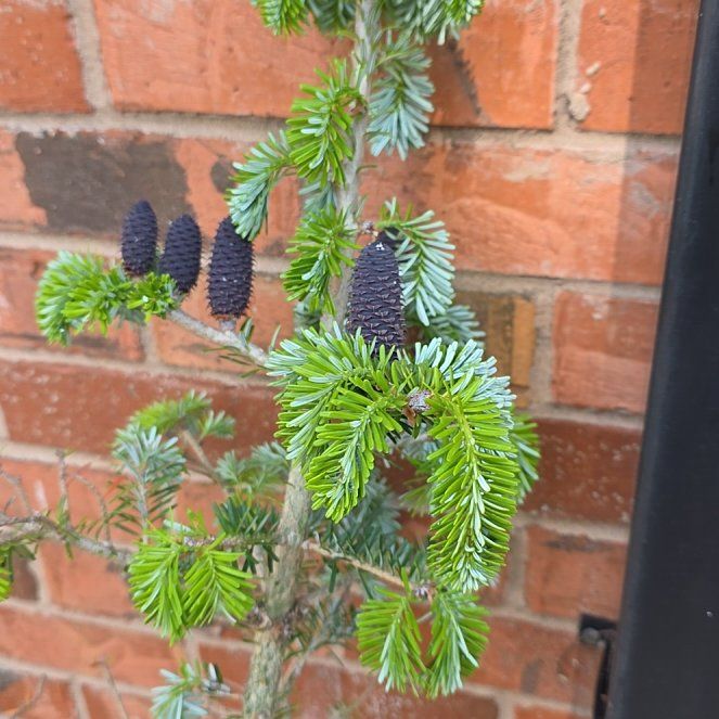 Photo of the plant species Sitka Spruce by @RadHoya74 named LiloStitch on Greg, the plant care app