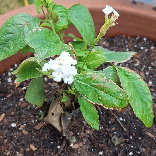 Photo of the plant species Velvet Shrubverbena by @MajorBogbirch73 named Aria on Greg, the plant care app