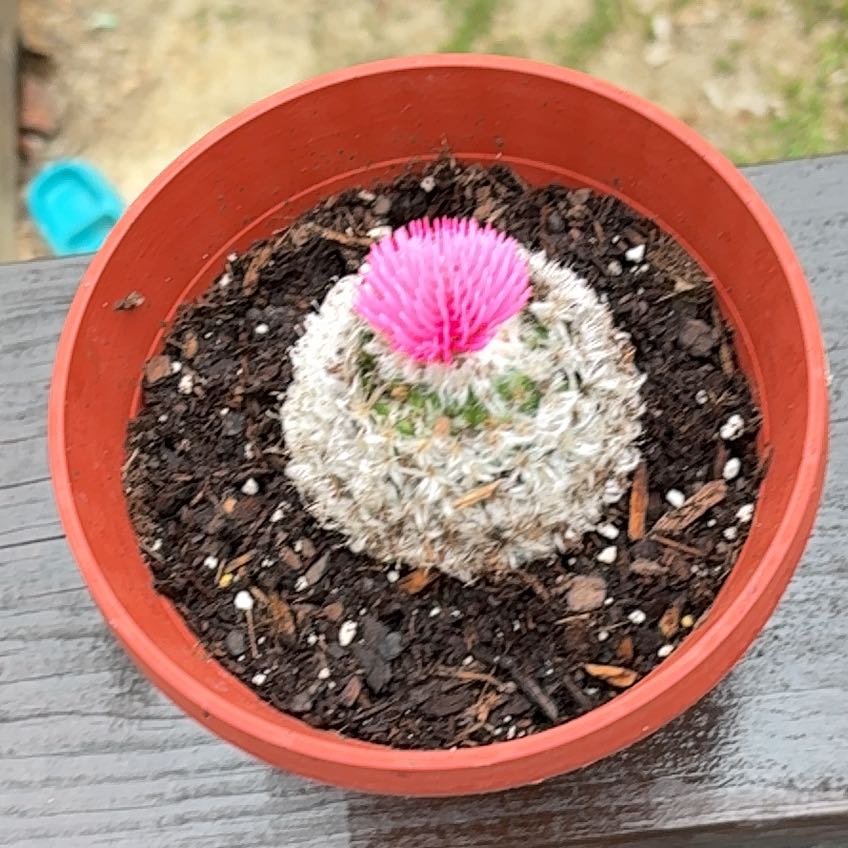 Photo of the plant species Button Cactus by @ModestSuncup named Daphne on Greg, the plant care app